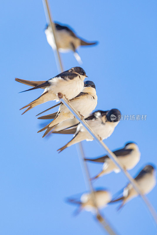 谷仓燕子(Hirundo rustica)靠近。躺在破衣架上